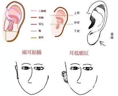 耳門面相|很準！耳朵的形狀可以看一個人的富貴貧賤